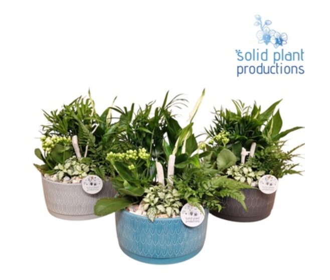 COMPO 5 PLANTES CERAM