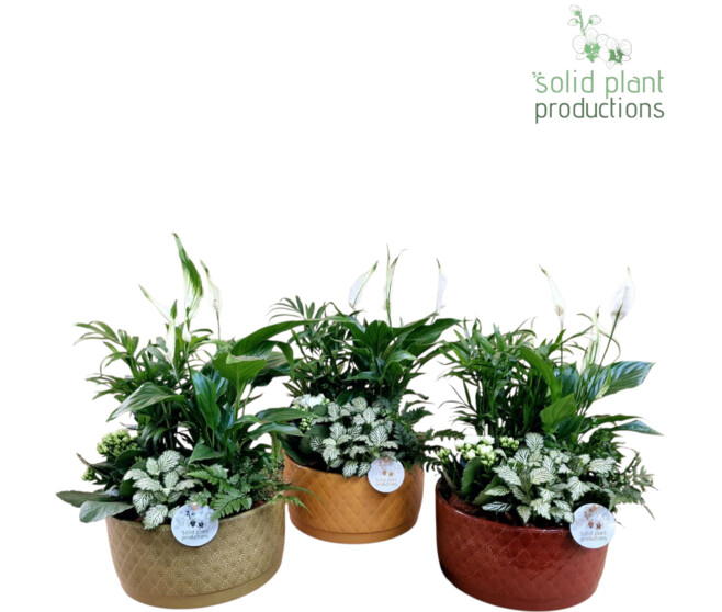 COMPO 5 PLANTES CERAM