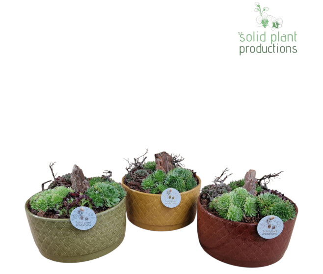 SEMPERVIVUM COUPE CERAM DECO