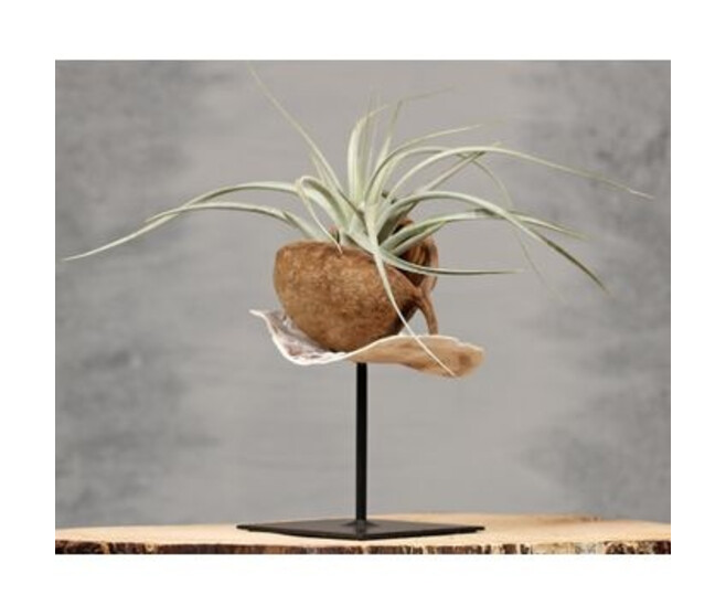 TILLANDSIA P COCO SUPPORT METAL
