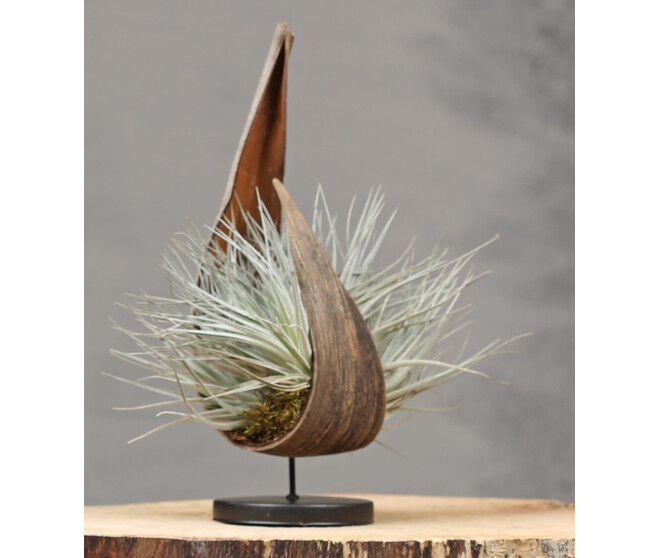 TILLANDSIA P COCO