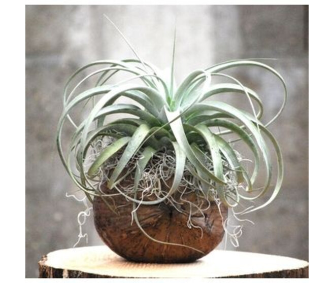 TILLANDSIA P COCO
