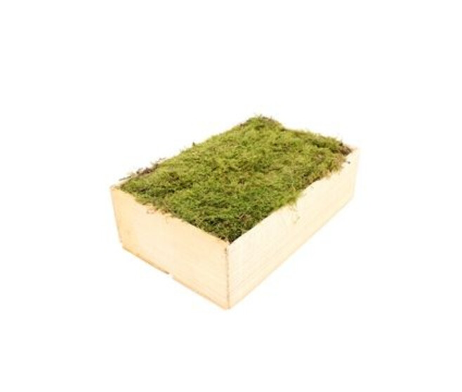 MOUSSE PLATE CAISSE BOIS