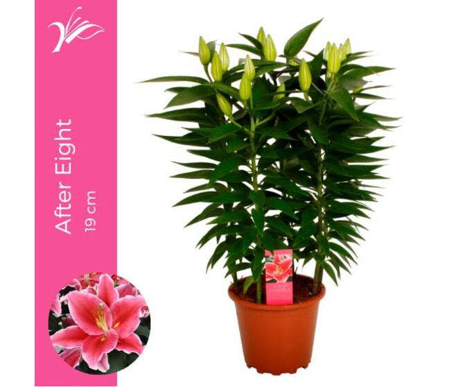 LILIUM AFTER EIGHT 5PP