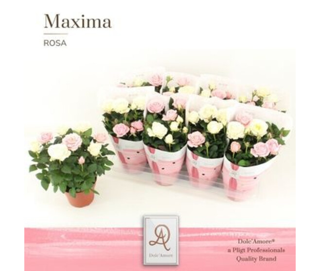 ROSIER INFINITY BICOLOR