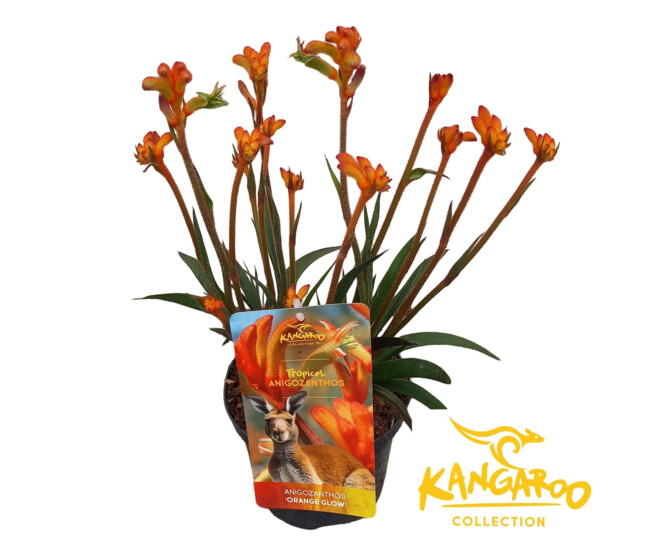 ANIGOZANTHOS BUSH INFERNO VARIE