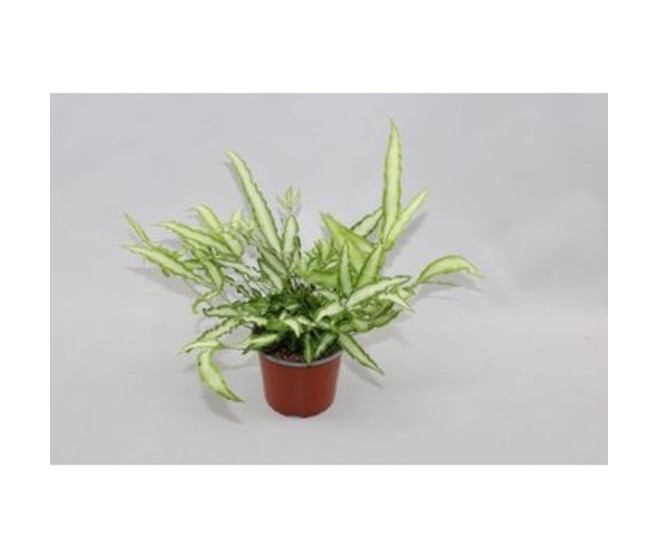PTERIS CRETICA ALBOLINEATA
