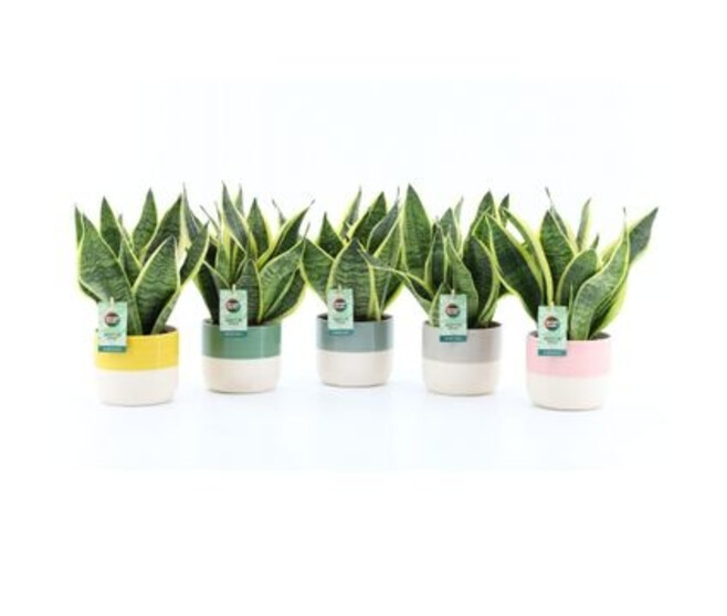 SANSEVIERIA SUPERBA CERAM