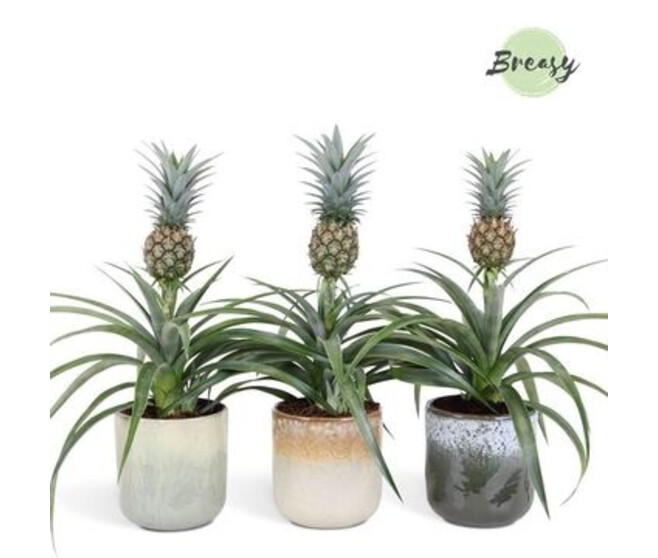 ANANAS MI AMIGO CERAM