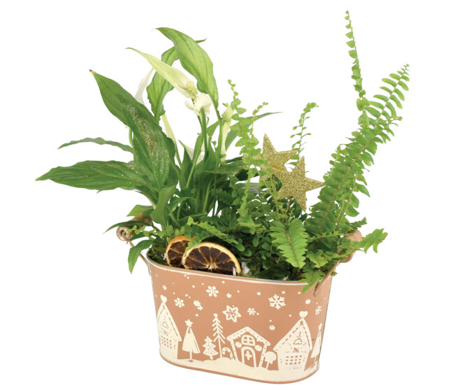 ZINC SUCRE D ORGE 20