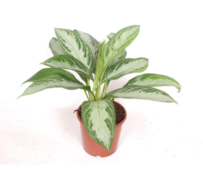 AGLAONEMA SILVER BAY