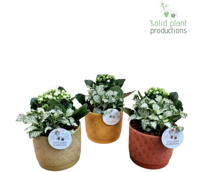 KALANCHOE CERAM