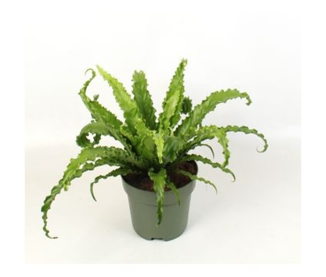 ASPLENIUM OSAKA