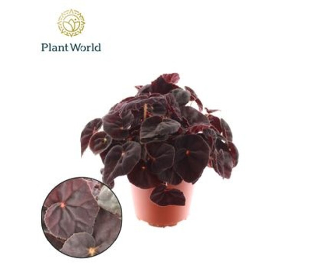 BEGONIA MAGIC COLOR CONGA