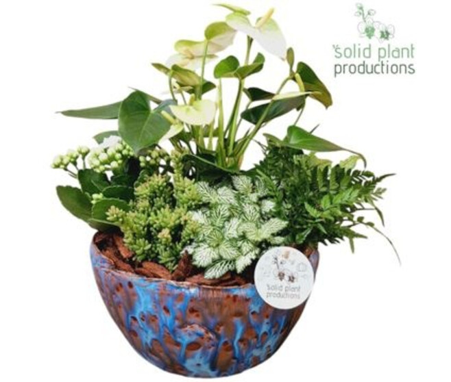 COMPO 5 PLANTES CERAM