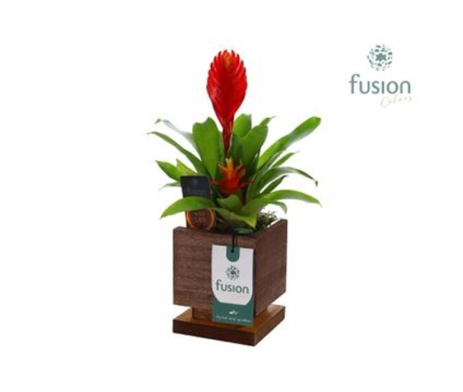 BROMELIACEE CERAM
