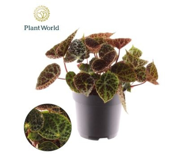 BEGONIA FEROX