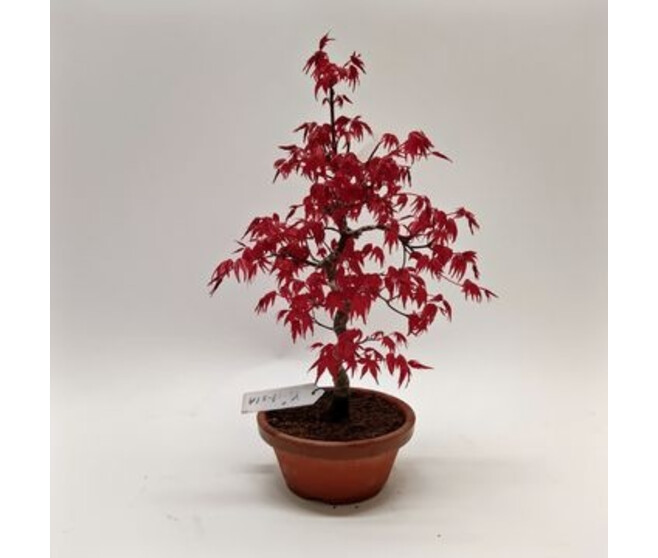 BONSAI ACER DESHOJYO COUPE