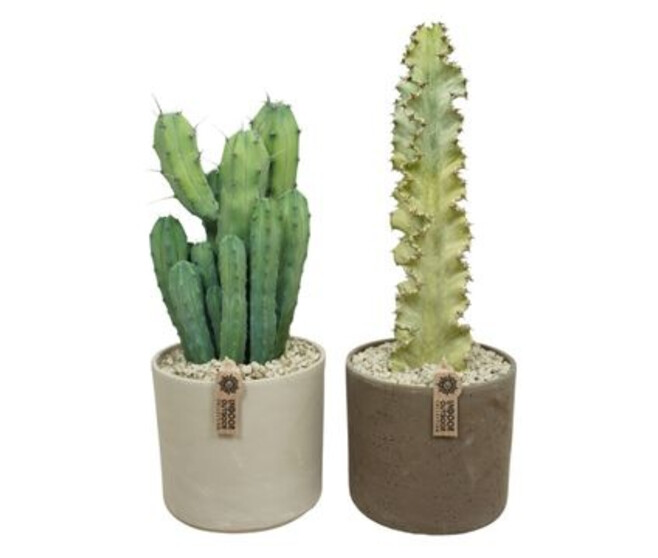 CACTUS VARIE CERAM