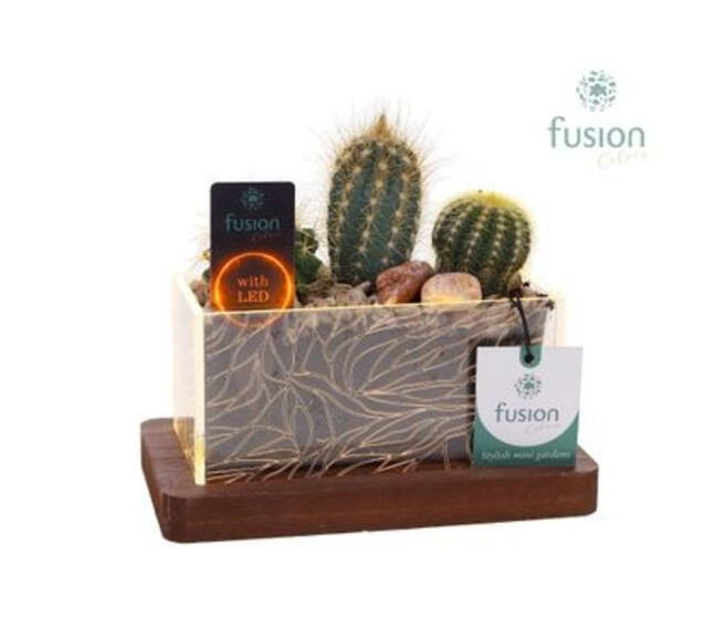 CACTUS X3 CERAM