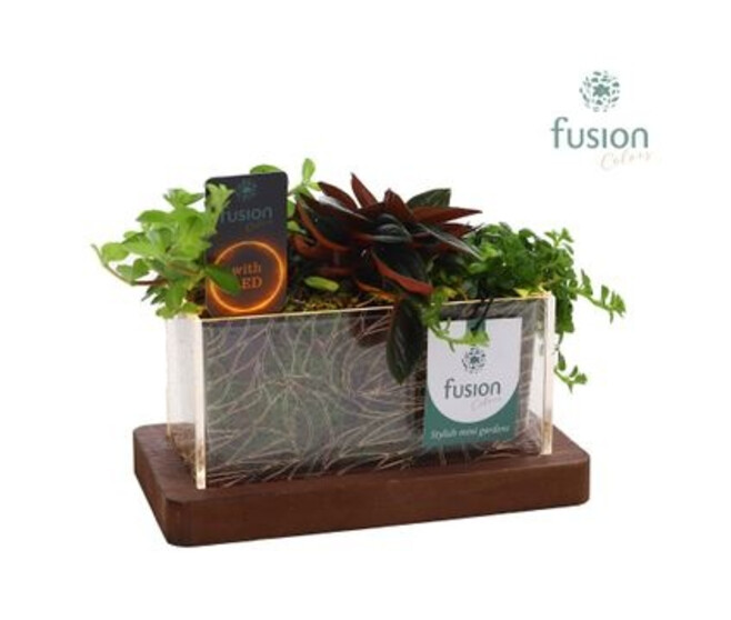 PLANTES VERTE X3 CERAM