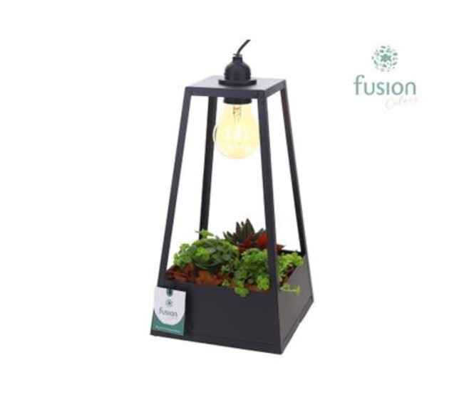 COMPO PLANTE VERTE AMPOULE LANTERNE