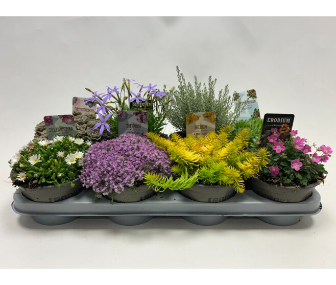 PLANTES EXT VARIEES