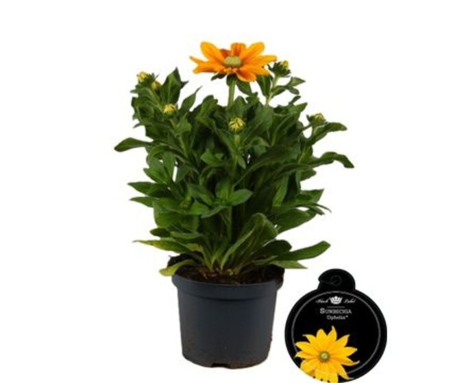 RUDBECKIA SUNBECKIA OPHELIA