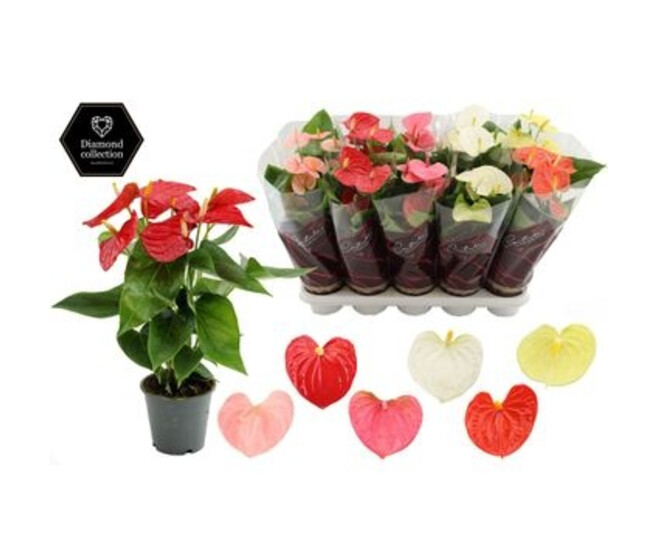 ANTHURIUM ANDREANUM VARIES