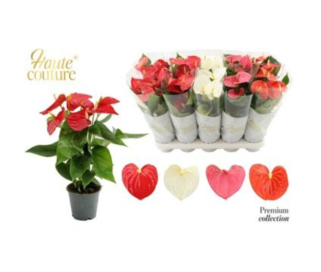 ANTHURIUM ANDREANUM VARIES