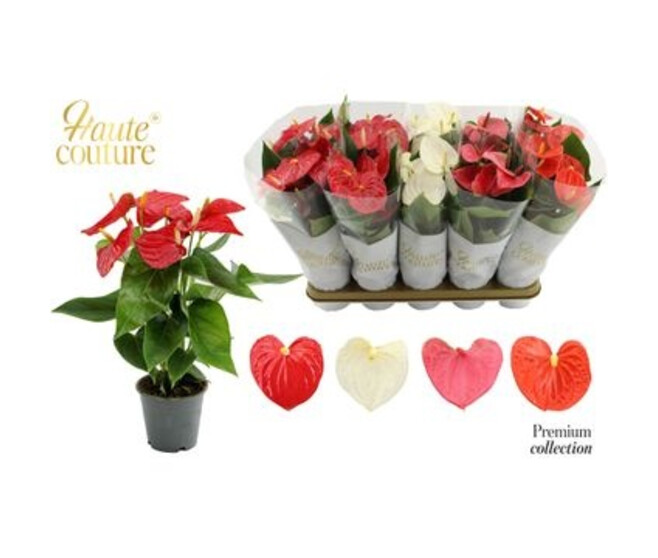 ANTHURIUM ANDREANUM VARIES