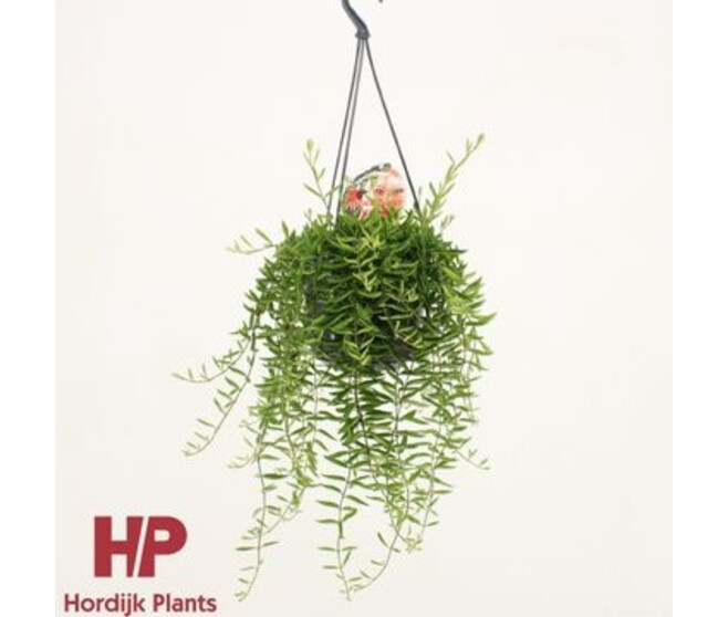 AESCHYNANTHUS GREEN STAR SUSP