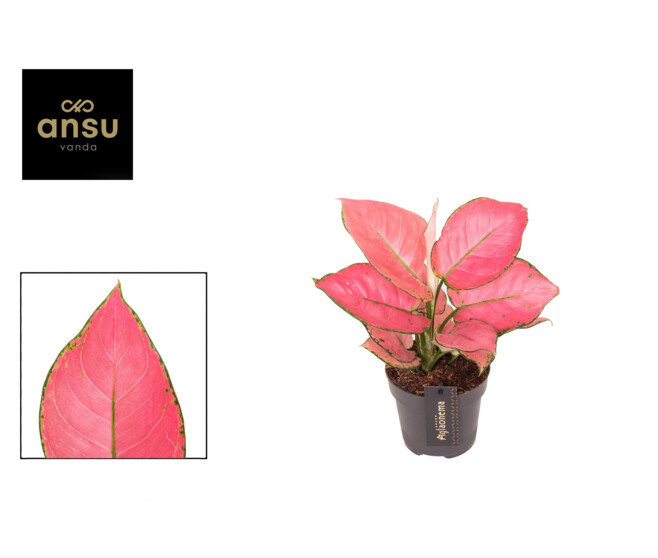 AGLAONEMA RASBERRY LOVE