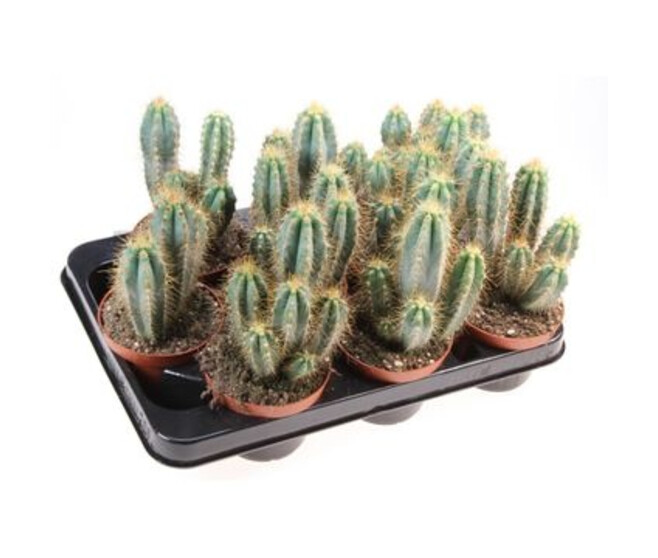 CACTUS PILOSOCEREUS AZUREUS