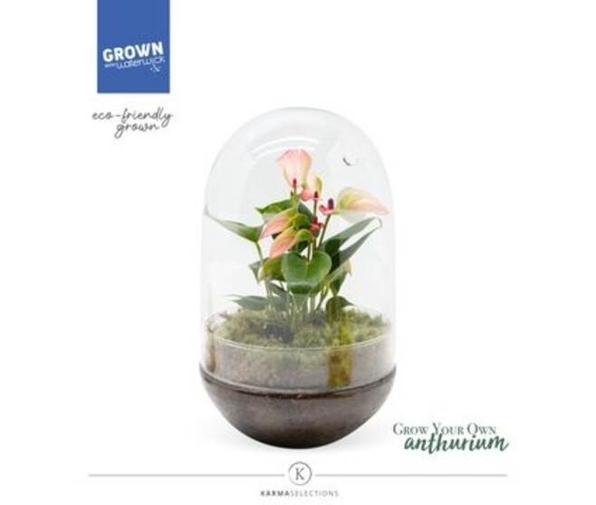 COMPO ANTHURIUM VERRERIE