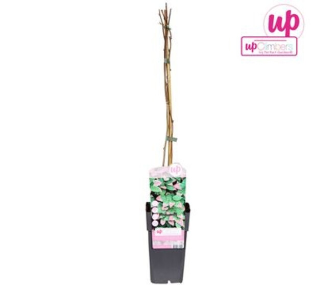 KIWI ACTINIDIA KOLOMIKTA