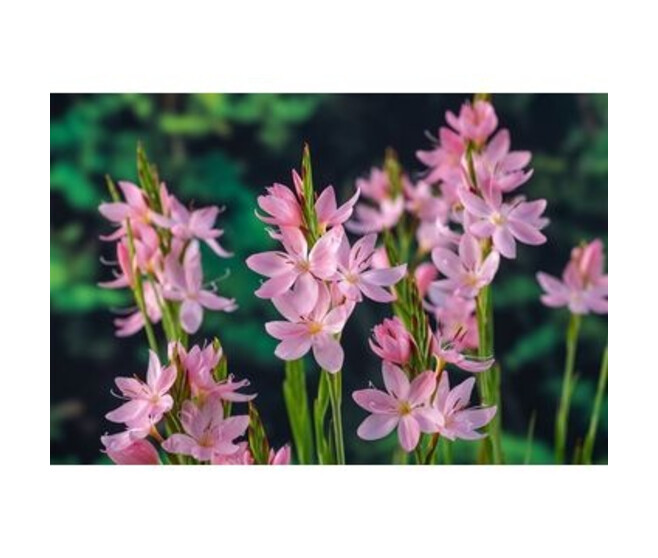 SCHIZOSTYLIS COCCINEA MRS HEGARTY