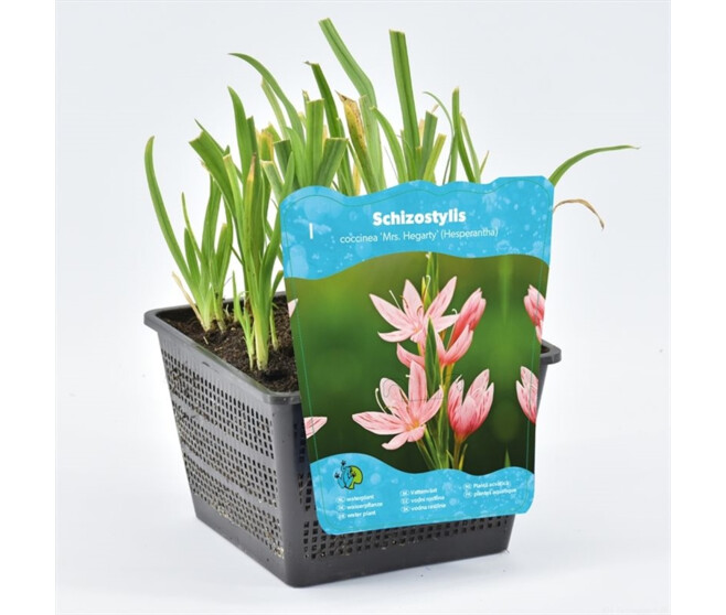 SCHIZOSTYLIS COCCINEA MRS HEGARTY