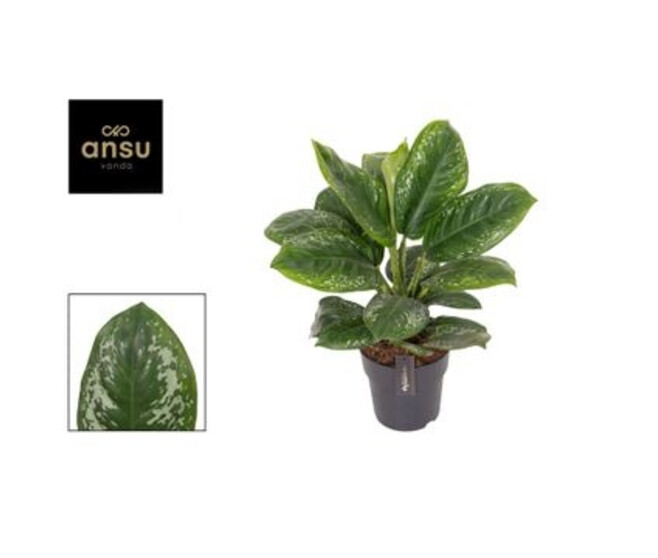 AGLAONEMA ONYX GREEN