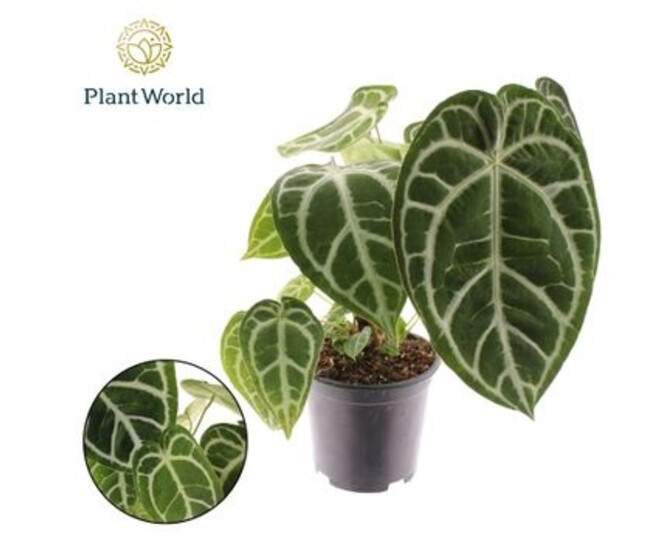 ANTHURIUM CHRYSTALLINUM