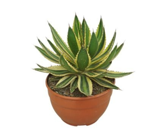 AGAVE LOPHANTHA QUADRICOLOR