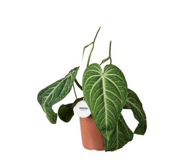 ANTHURIUM VILLENAORUM