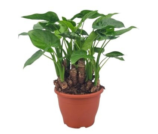 ALOCASIA CUCULLATA