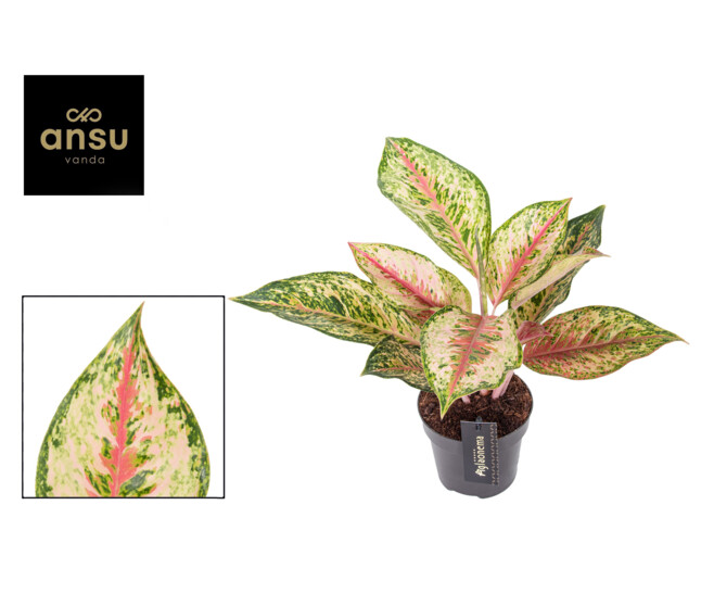 AGLAONEMA PAINTED CELEBRATION