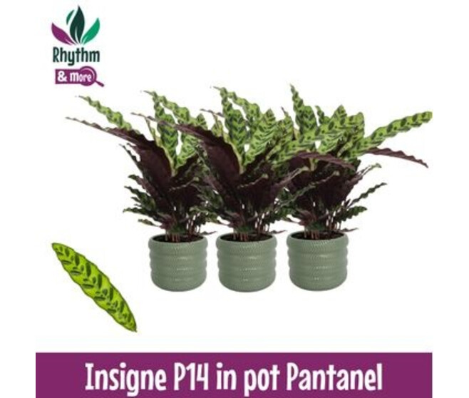 CALATHEA LANCIFOLIA CERAM