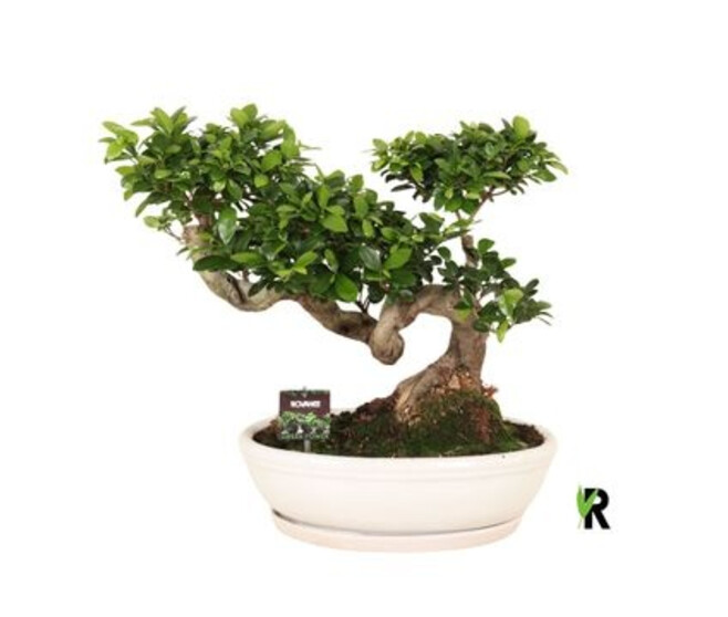 FICUS GINSENG CERAM