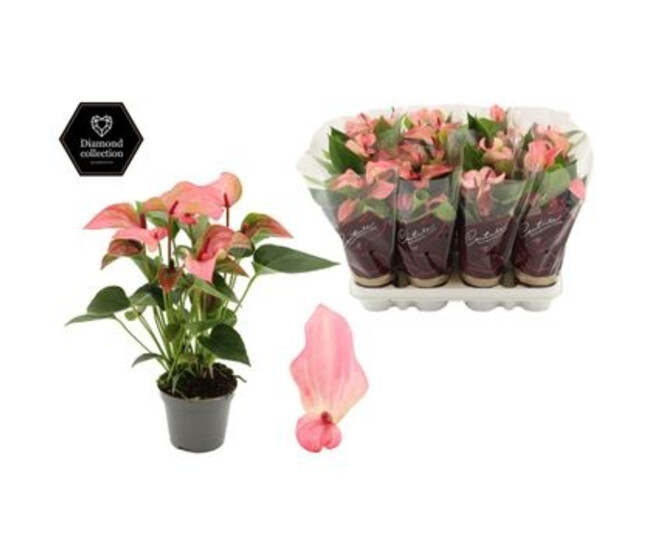 ANTHURIUM ANDREANUM MATATA