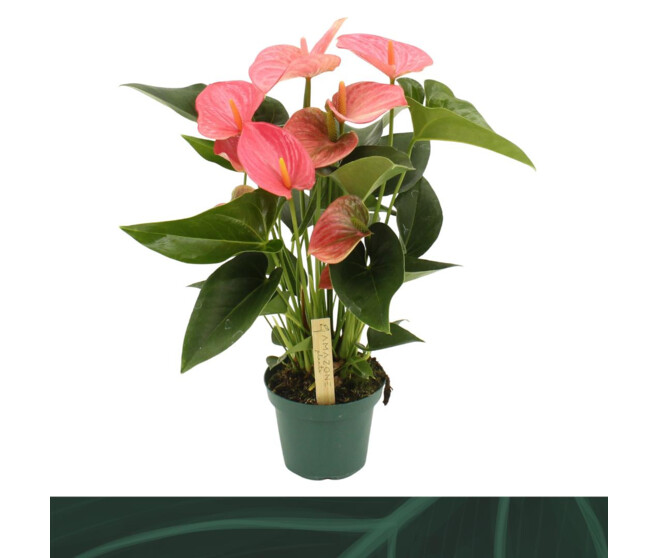 ANTHURIUM ANDREANUM MELITO ROSE