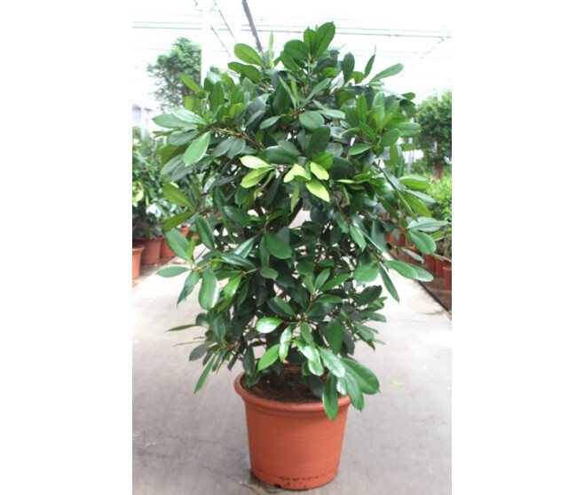 FICUS CYASTHISTIPULA
