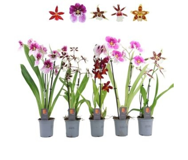 ORCHIDEE 2BR VARIEES
